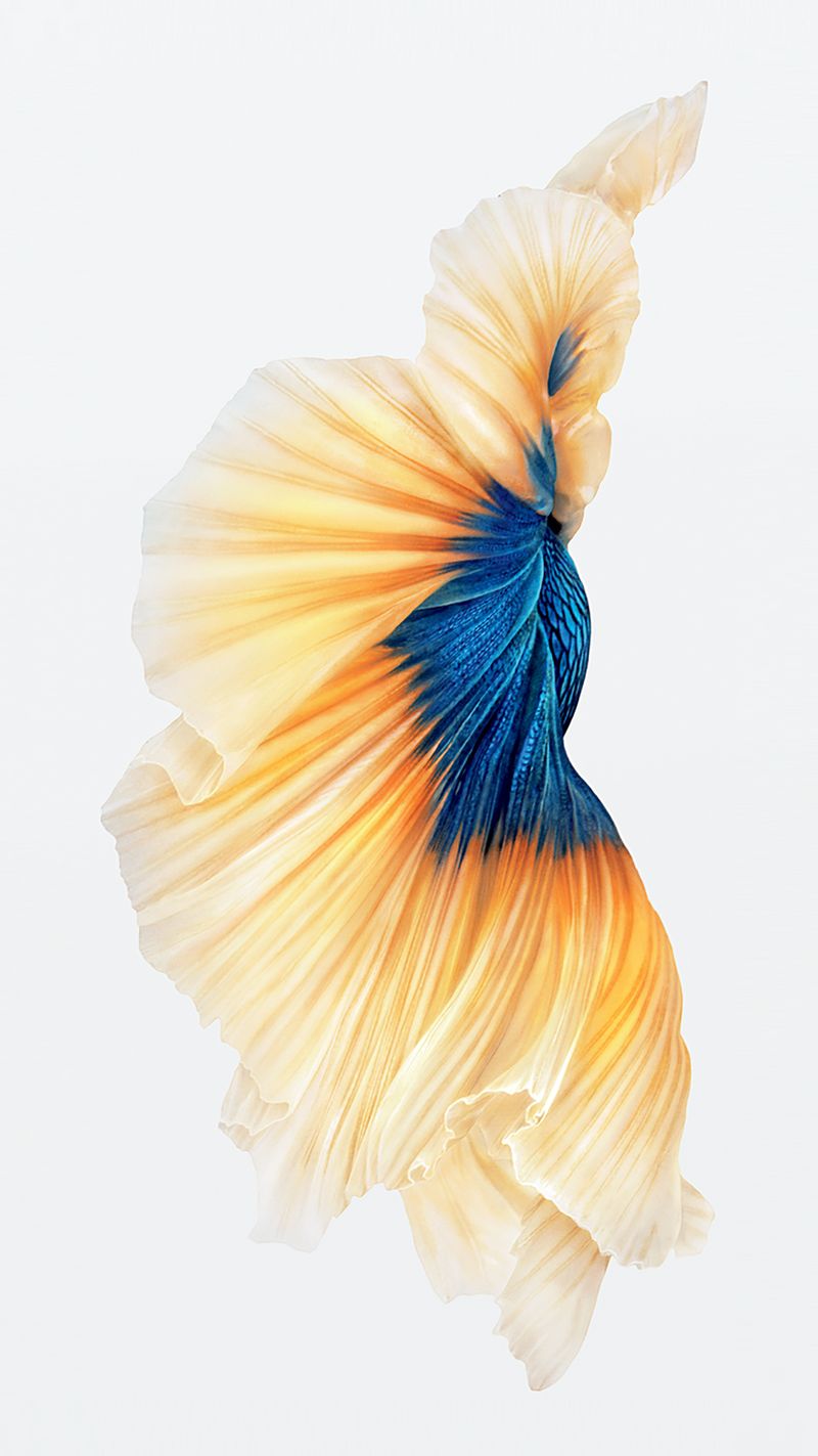 iPhone 6s Goldfisch-Hintergrundbild