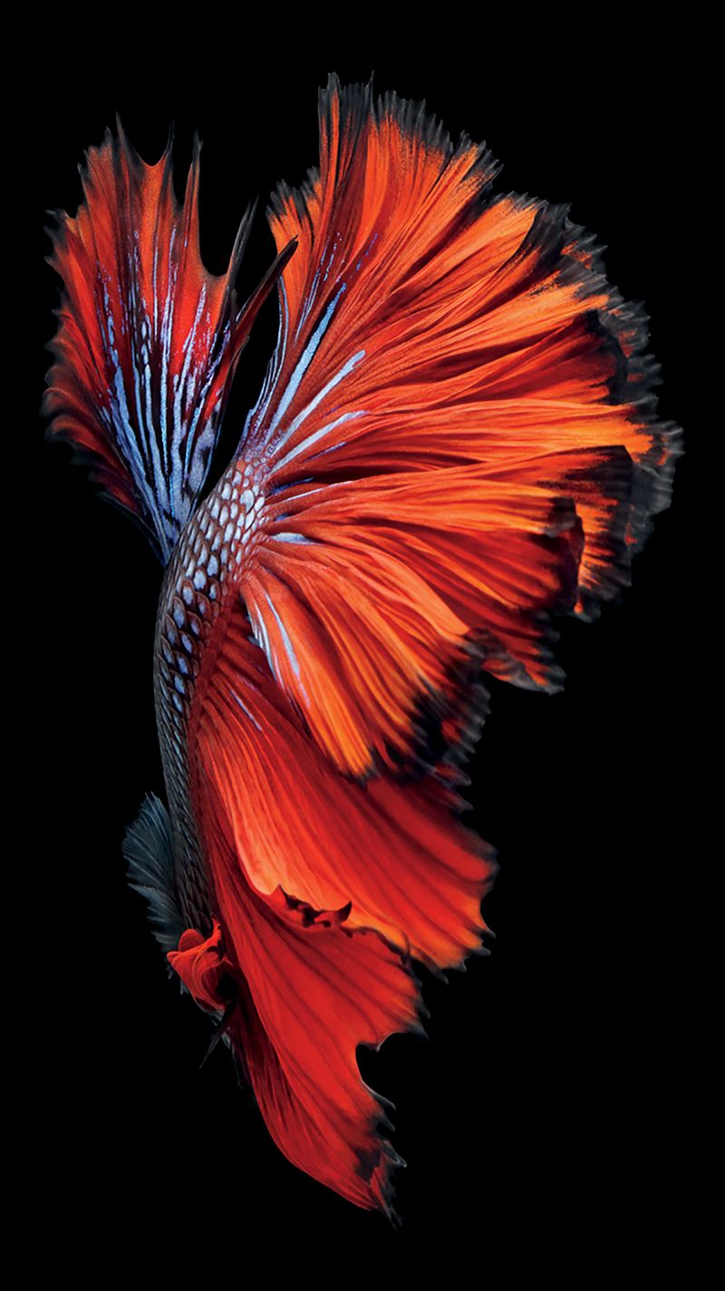 iPhone 6s Hintergrundbild mit roten Fischen